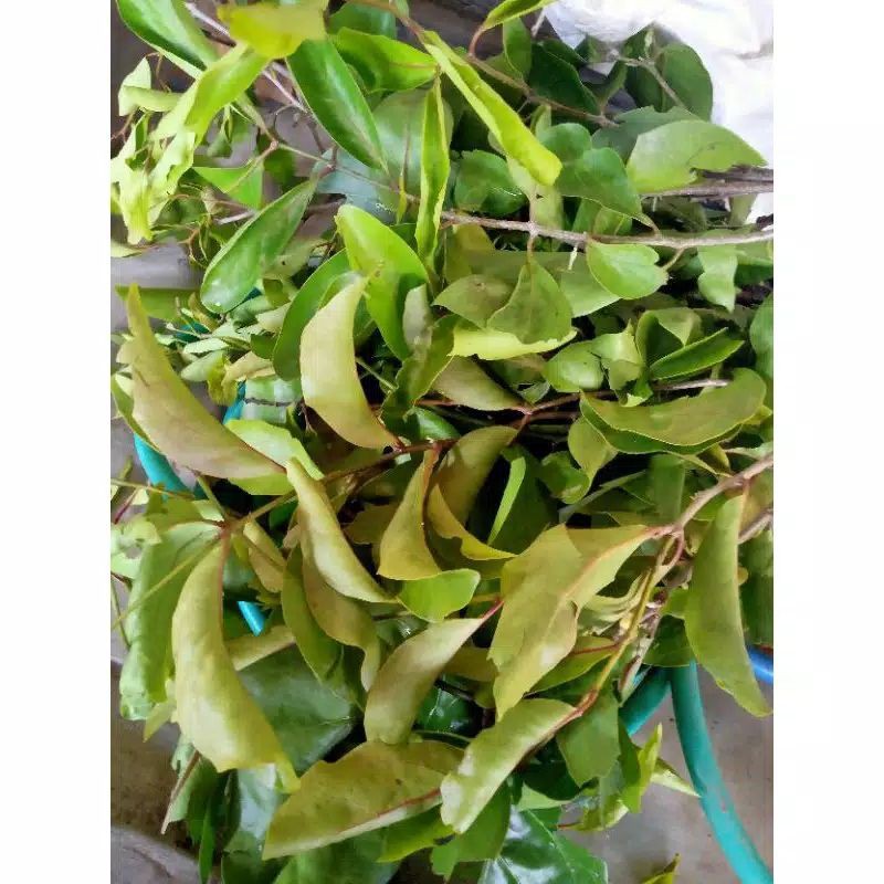 Daun benalu segar obat herbal