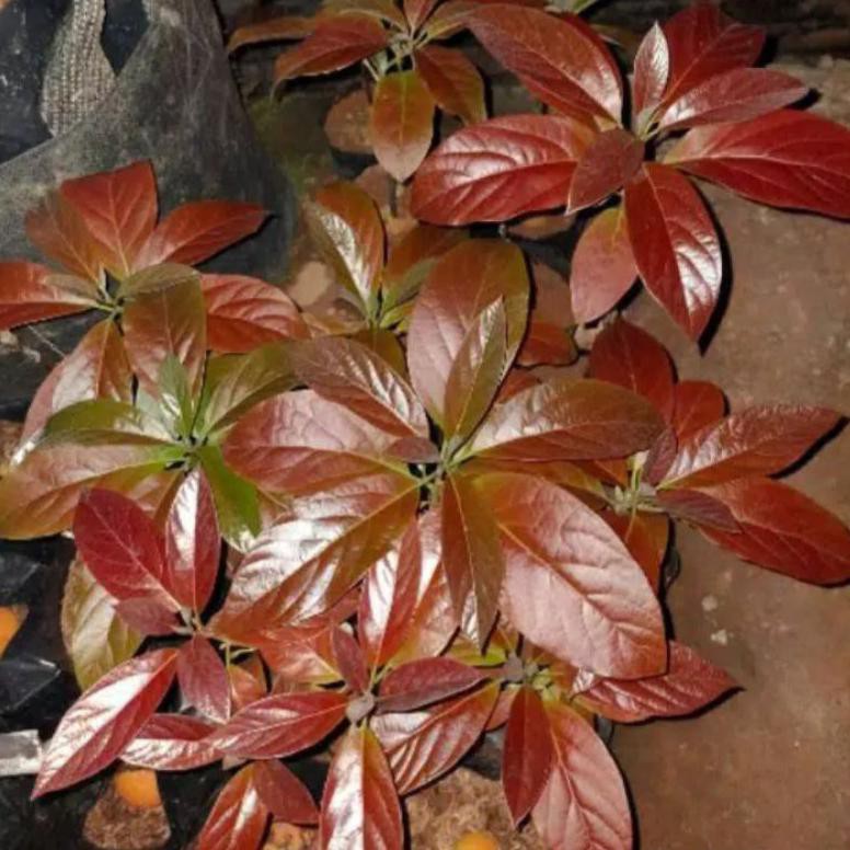 bibit alpukat red Vietnam