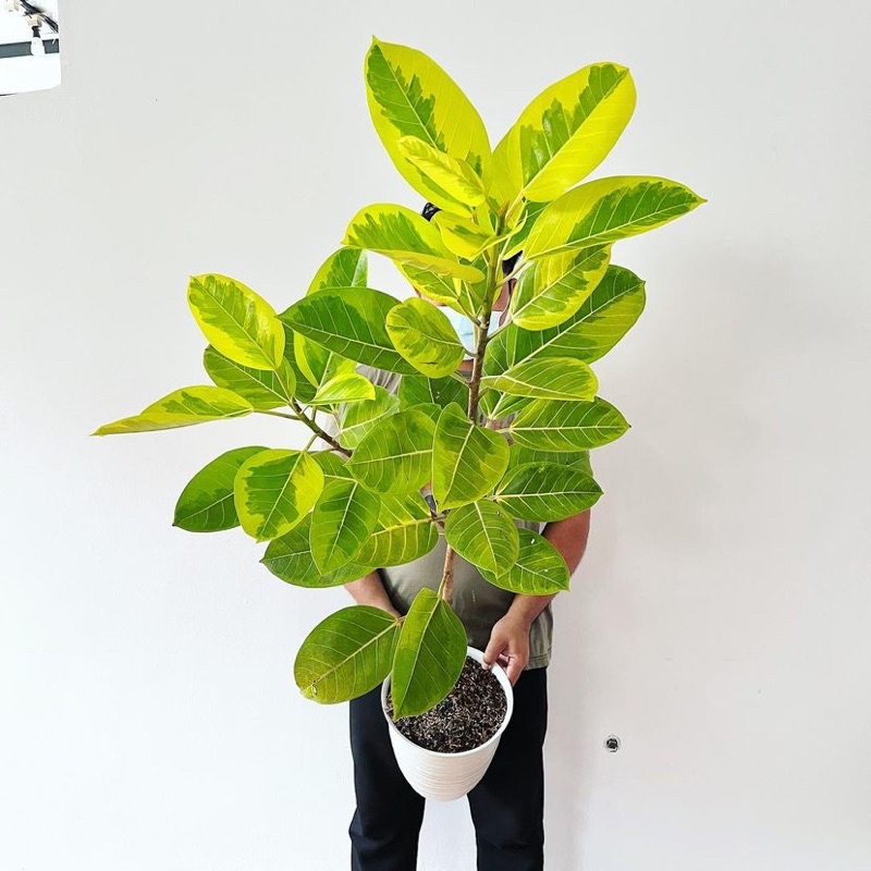 Jual Tanaman Hias Karet Kebo Kuning / Karet Kebo Varigata - tanaman