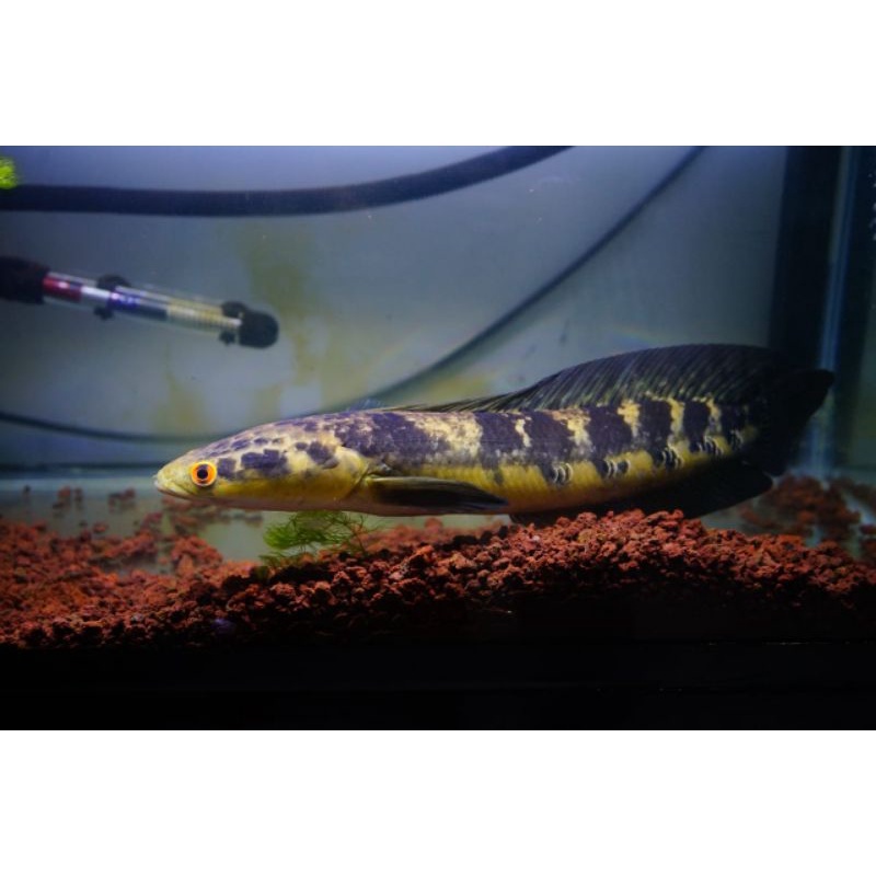 Ikan Channa Maru Riau size 40cm full bunga