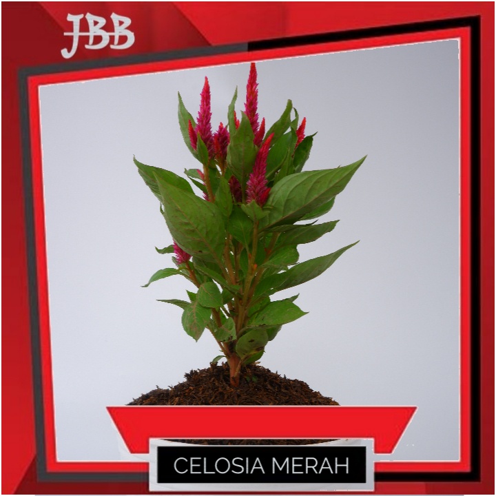 Tanaman Hias Celosia - Bunga Celosia - Jengger Ayam