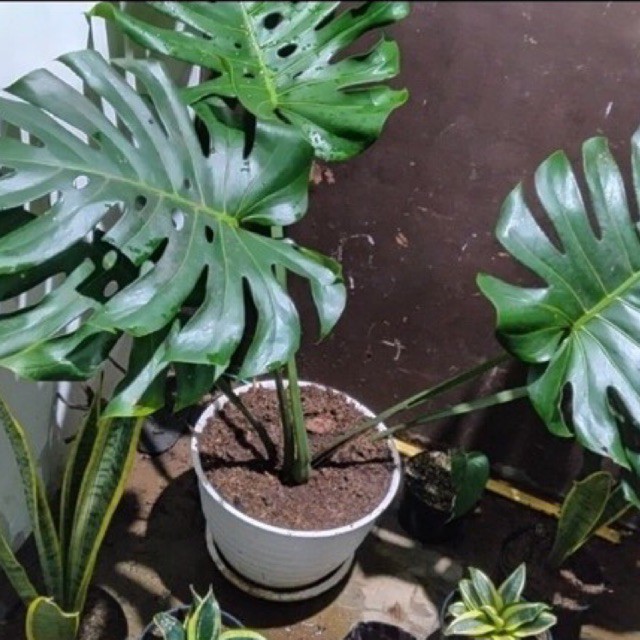 Tanaman hias monstera king daun besar
