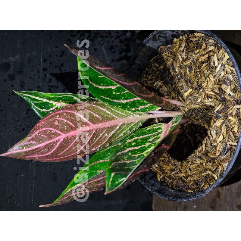 AGLAONEMA RED SUMATRA (REMAJA)