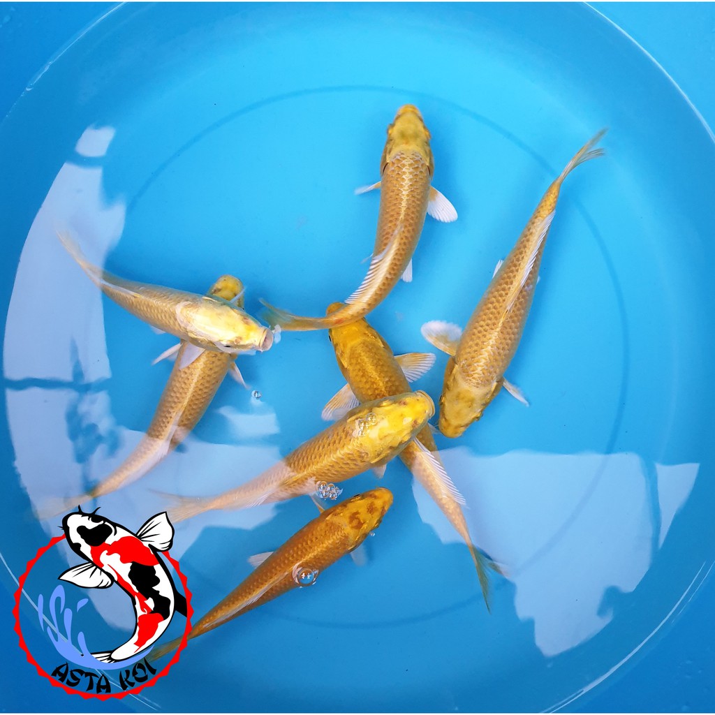 Ikan koi Ogon 16-19cm