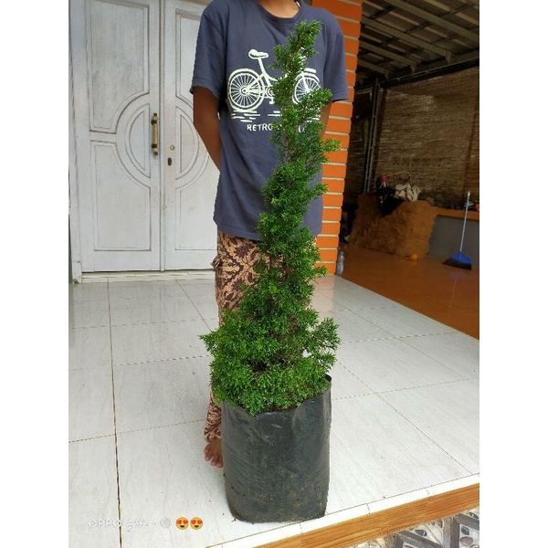 POHON CEMARA LILIN/CEMARA TRETES TINGGI 1 METER