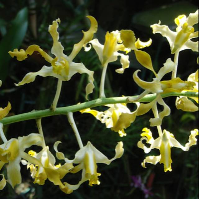 Anggrek Dendrobium Discolor Tanimbar Dewasa
