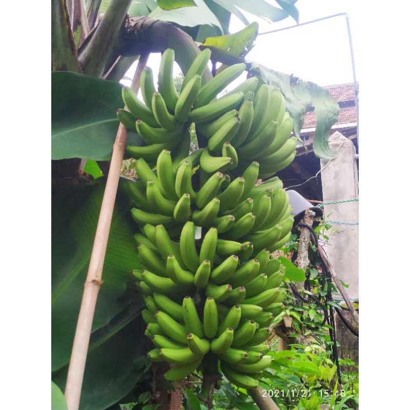 bibit pisang morosebo