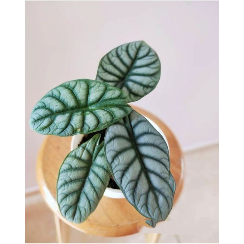 tanaman alocasia dragon silver/pohon dragon daun silver