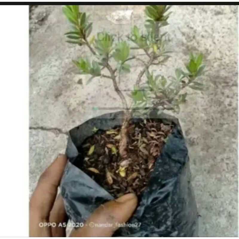 BONSAi Bibit santigi karang dari biji