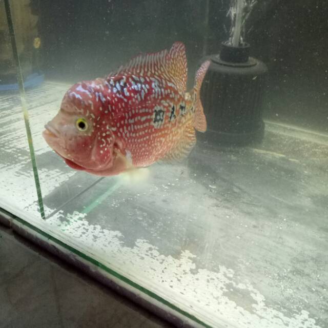 

Ikan Louhan hias