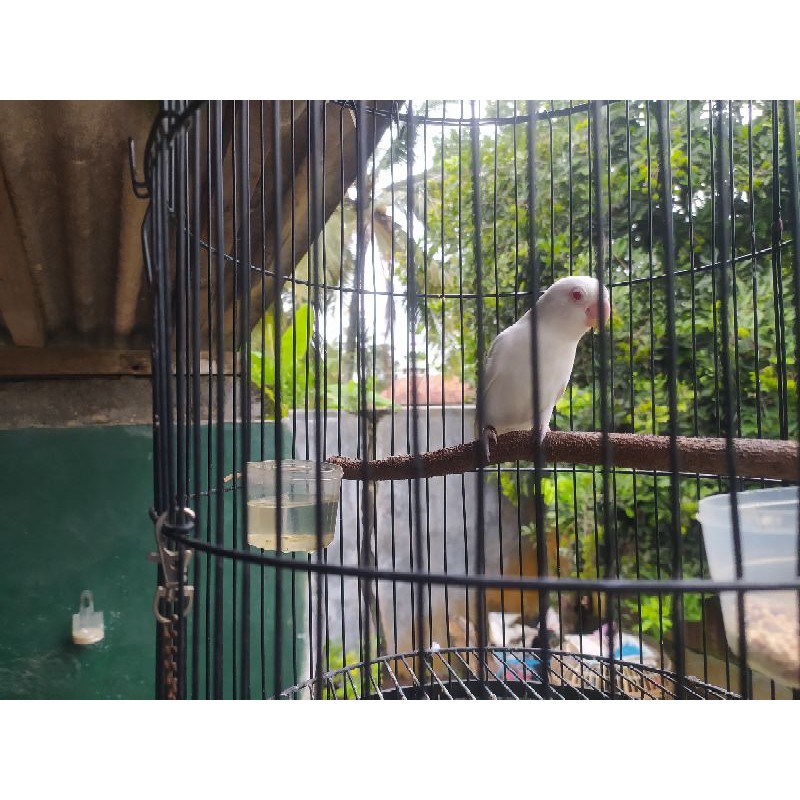 Love bird Albino mata merah