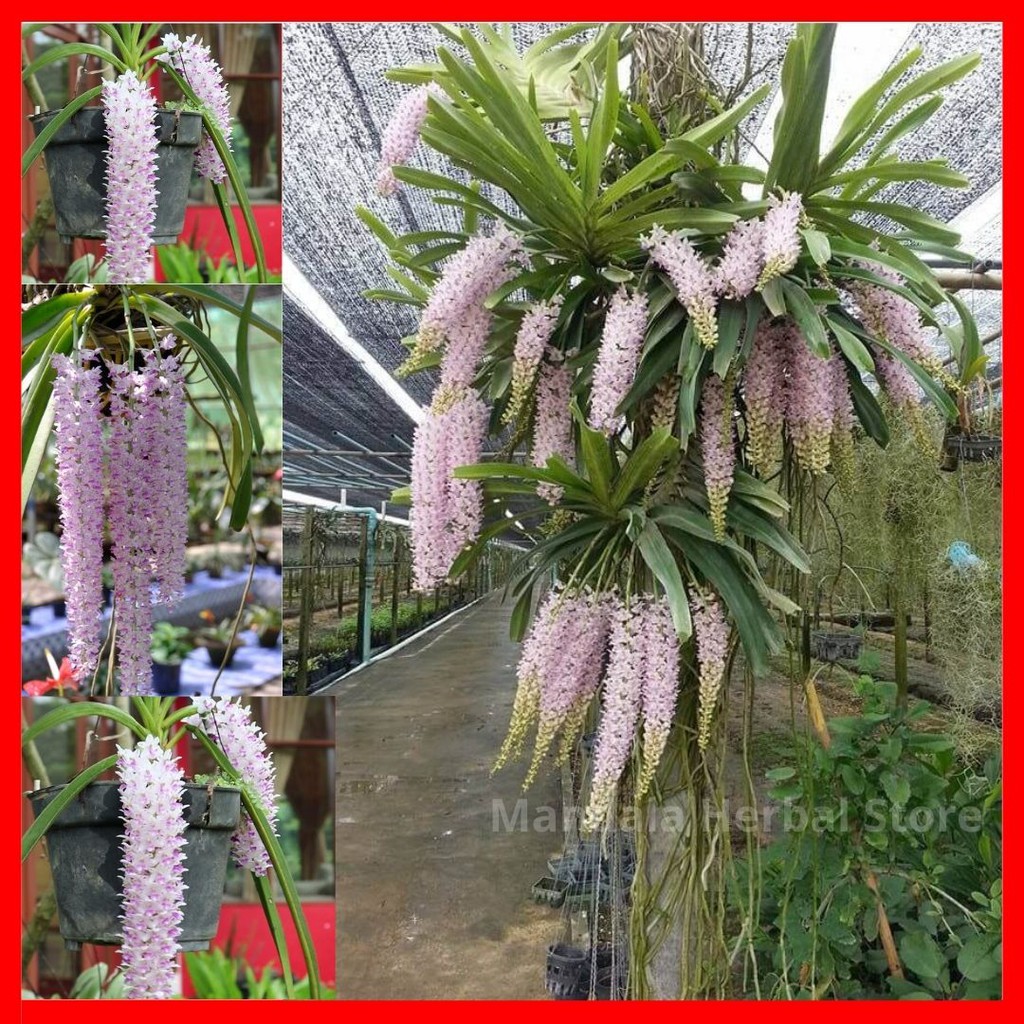 anggrek Retusa ekor TUPAI siap BERBUNGA