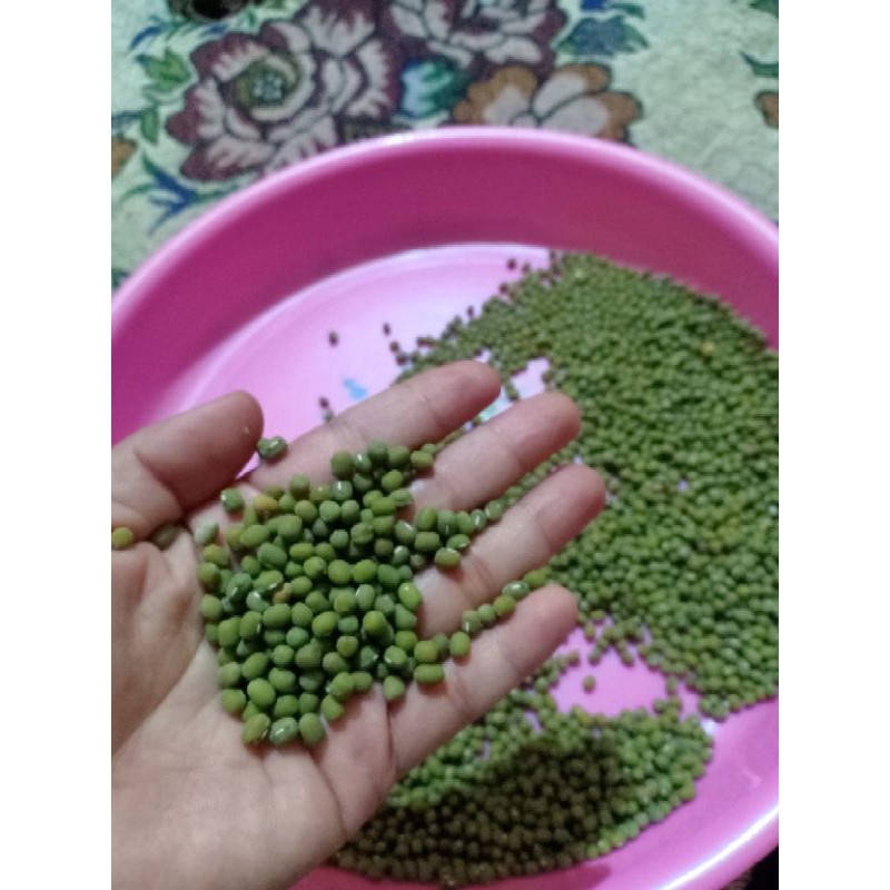 

Kacang Hijau