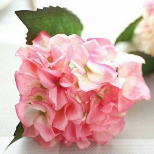 Bunga hydrangea-hydrangea