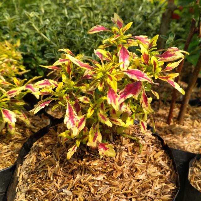 Bibit Tanaman Hias Bunga Miana Ladylow Merah Kuning