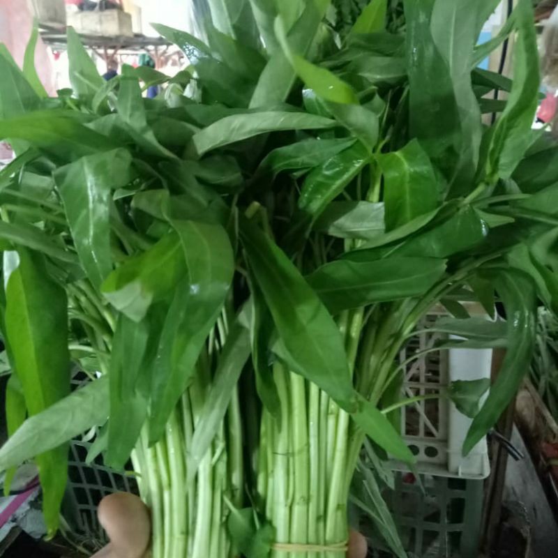 

kangkung (ikat)