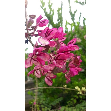 Bibit Tanaman Hias Bunga Bougenville Black Maria Ori / sambung