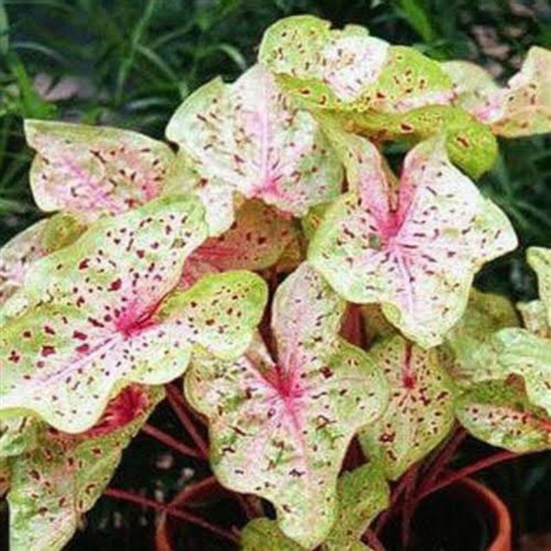 umbi caladium miss muffet