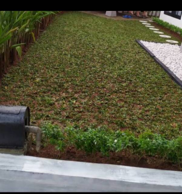 Baja Untuk Rumput Mutiara