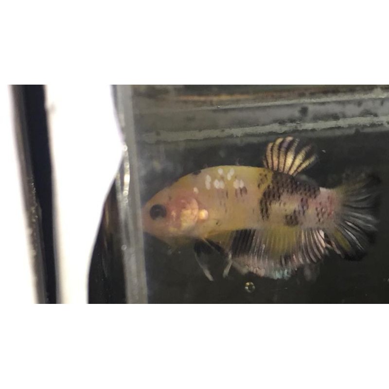

yellow koi Cooper ORI thai