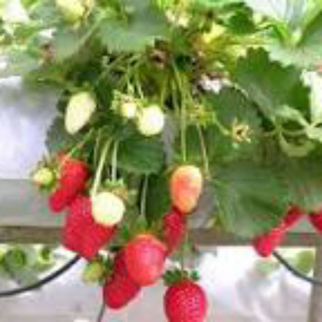 

Bibit buah strawberry california