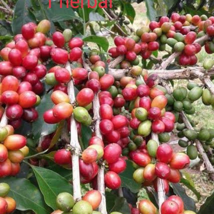 

Buah Kering - Buah Kopi / Biji Kopi Unggulan / Kopi Kering