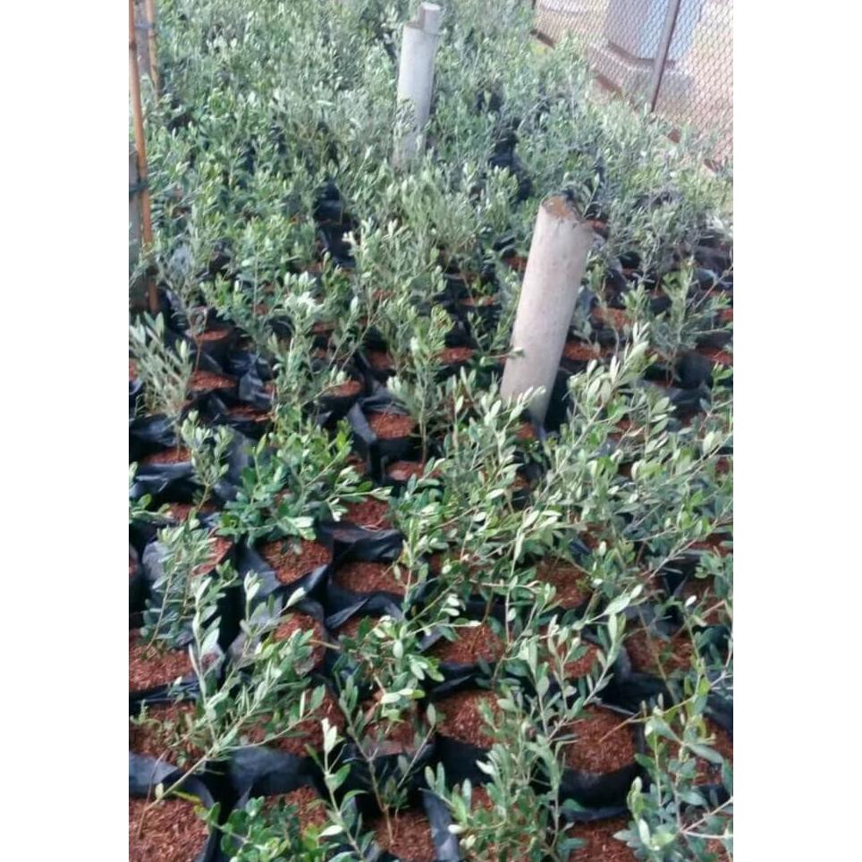 Asli Bibit Tanaman Pohon Zaitun Black Mision Beli