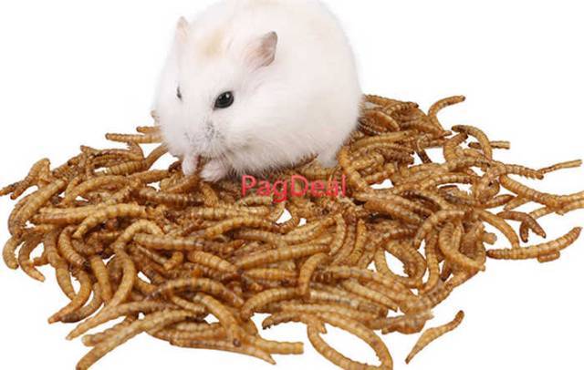 MAKANAN HAMSTER - MAKANAN SUGAR GLIDER - DRIED WORM