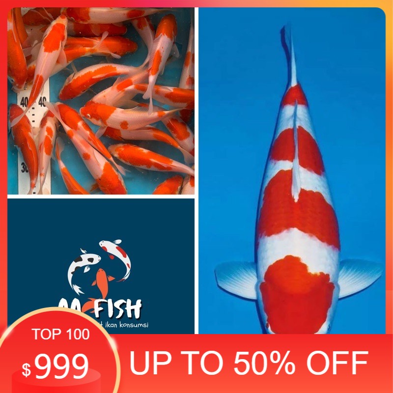 Ikan koi kohaku - ikan hias - ikan koi