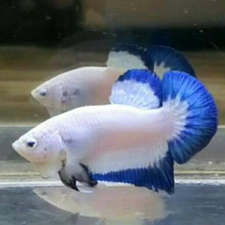 39+ jual ikan cupang blue rim thailand images