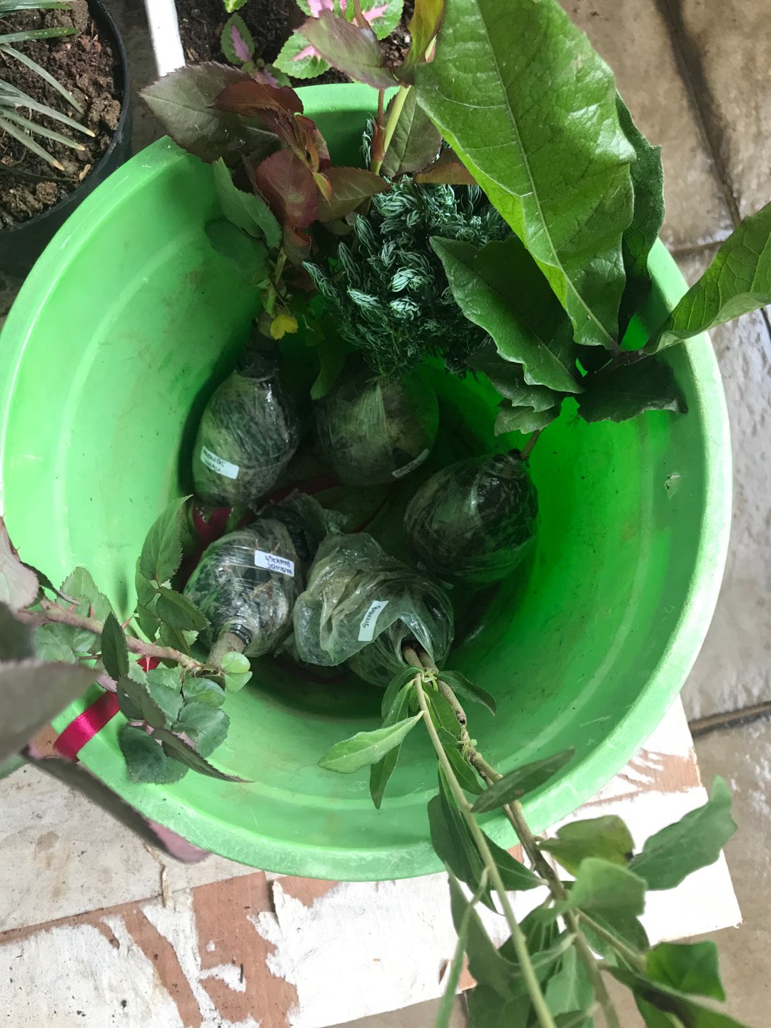 Tanaman Bunga Mawar Sunkist 200g