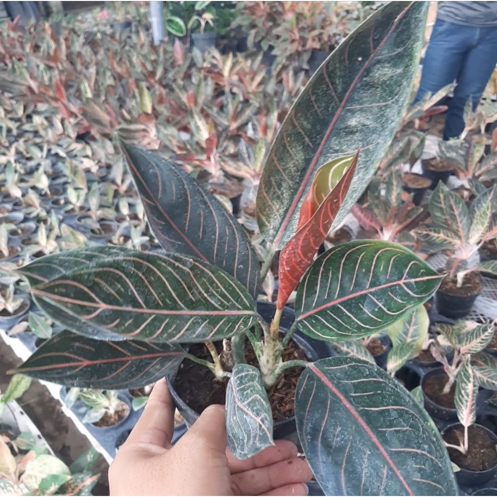 BABY PRIDE OF SUMATRA/ AGLOE PRIDE OF SUMATRA