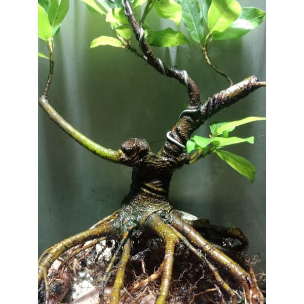 bonsai loa program mae akar keliling berkarakter