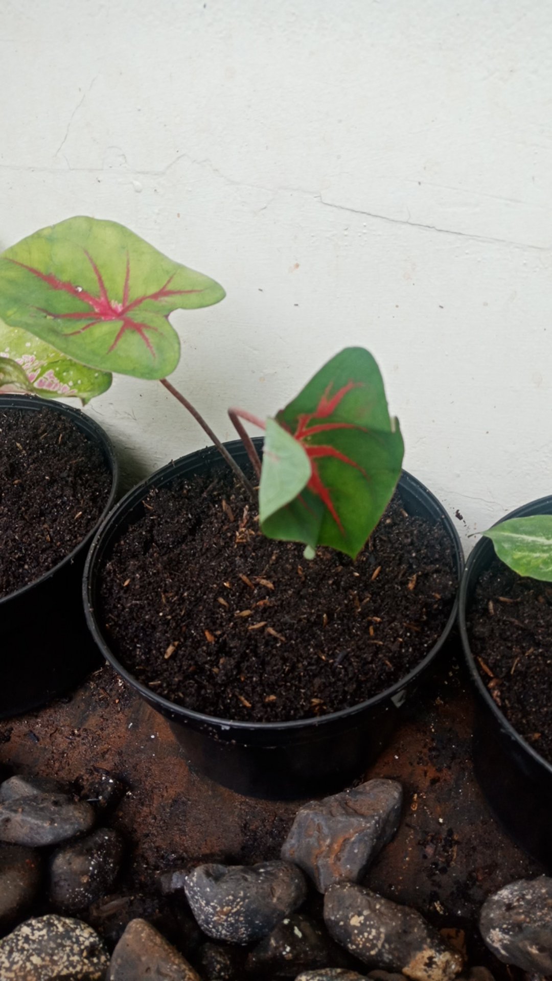 Caladium Ace Of Heart / Bibit Keladi Ace Of Heart Dikirim Anakan