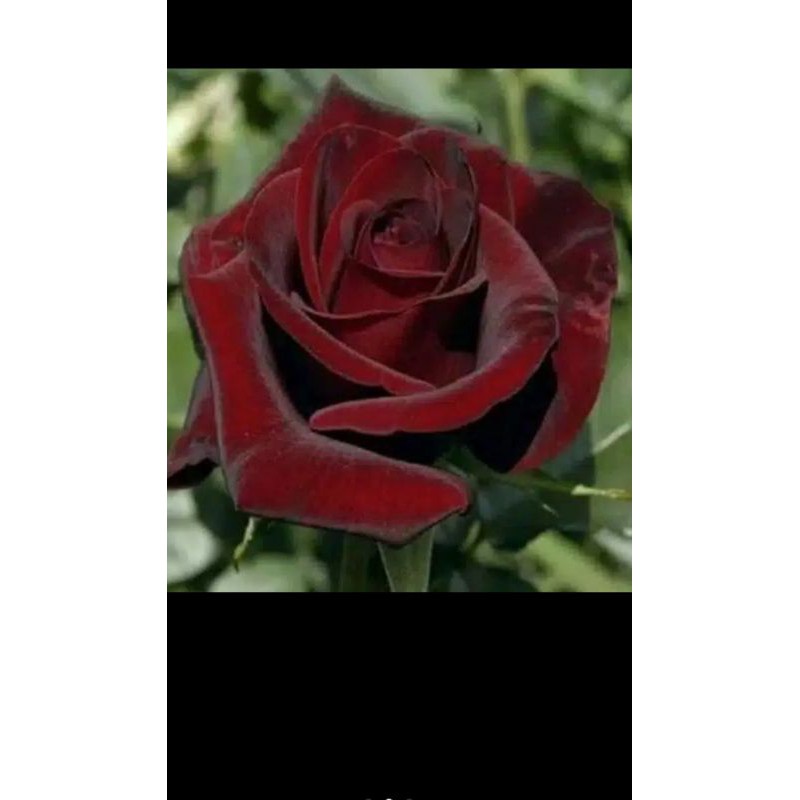 bibit bunga mawar hitam