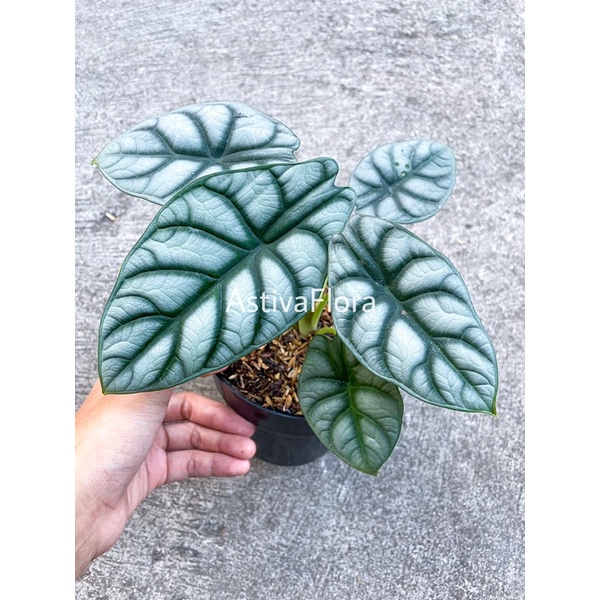 Alocasia silver dragon alocasia tengkorak silver remaja besar