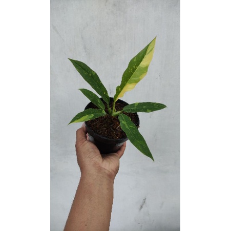 philodendron Ring of fire Varigata