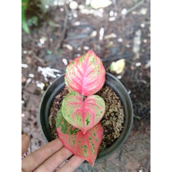 tanaman hias aglonema Wulandari - bibit aglonema Wulandari