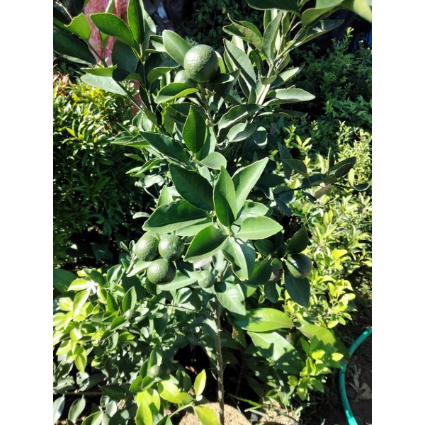 Bibit Jeruk Siam Madu keadaan sudah berbuah super unggul