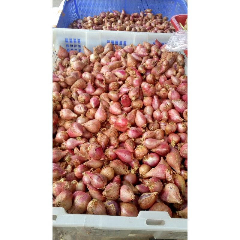 

bawang merah