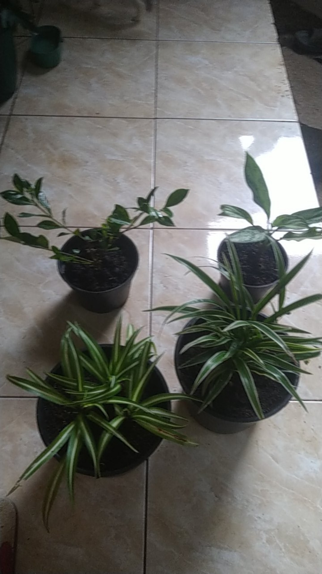 Tanaman Hias Kacapiring