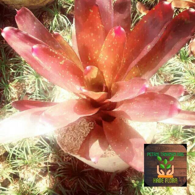 Tanaman Hias Bromelia Rose