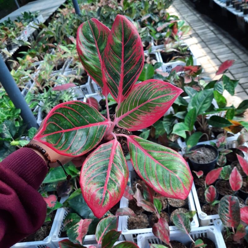 POHON HIAS aglonema lipstik khanza