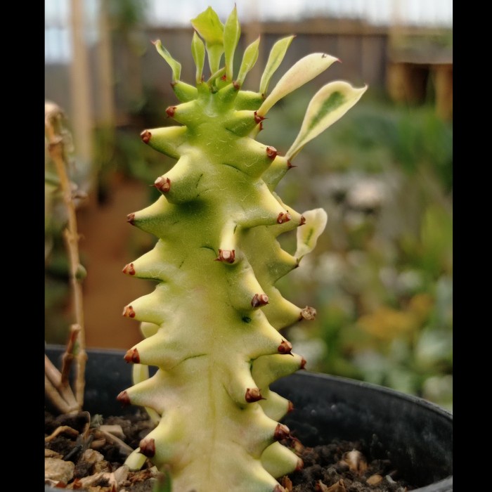 euphorbia ingens variegata kaktus sukulen tanaman hias