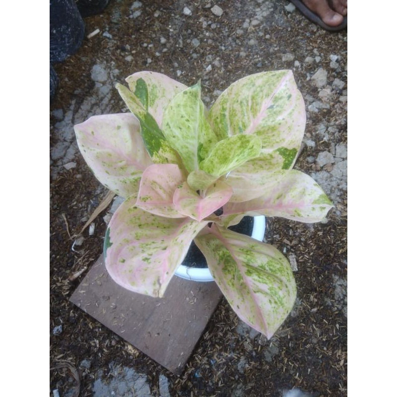 Aglonema Emerald Dewasa / Tanaman Hias Aglo