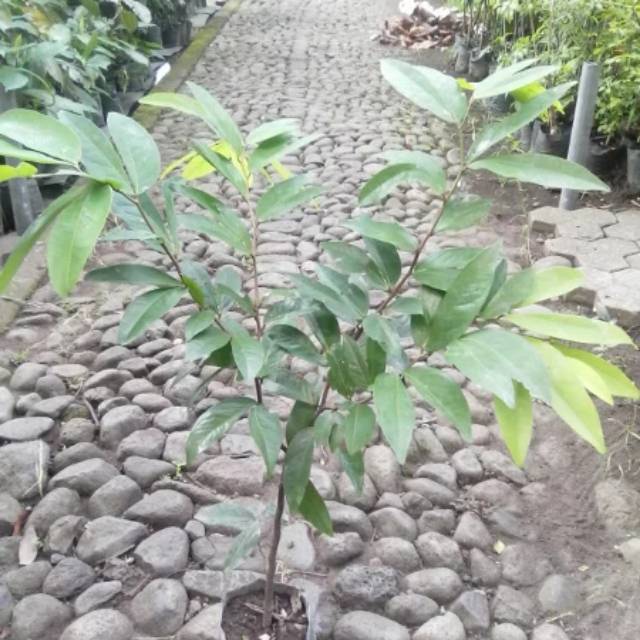 Tanaman nagasari 800g