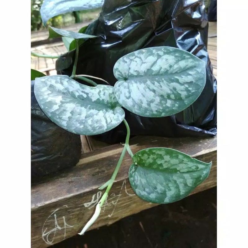 SIRIH GADING SILVER | SIRIH BELANDA SILVER