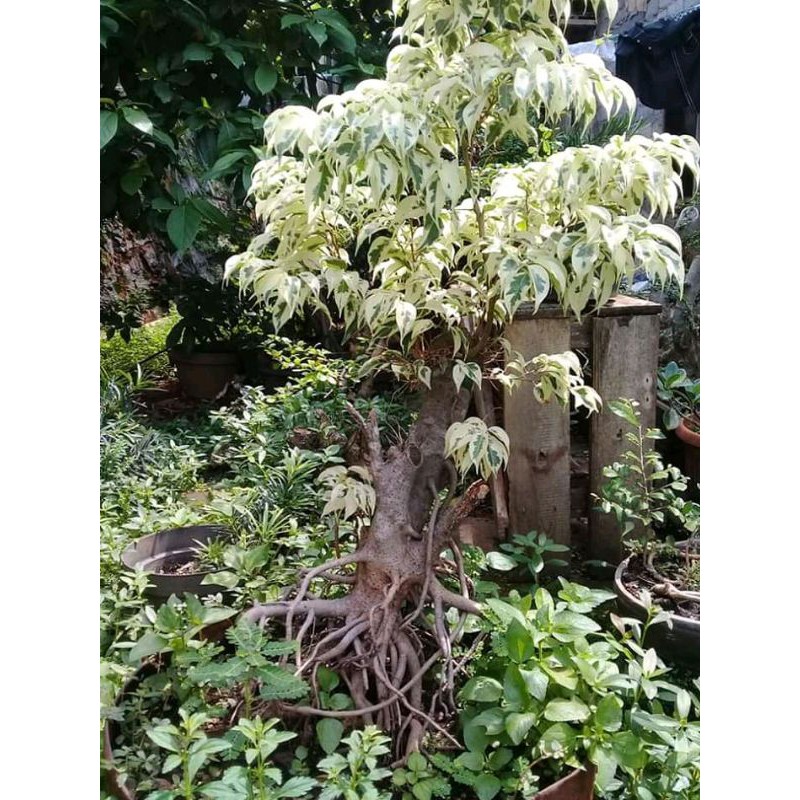 bahan bonsai beringin putih