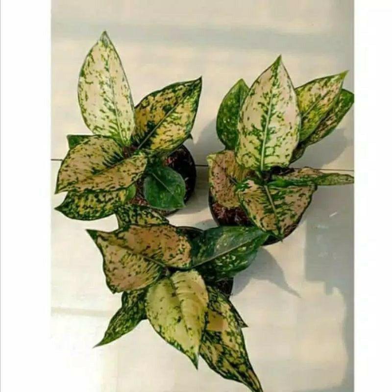 TANAMAN AGLONEMA RUBY ORANGE
