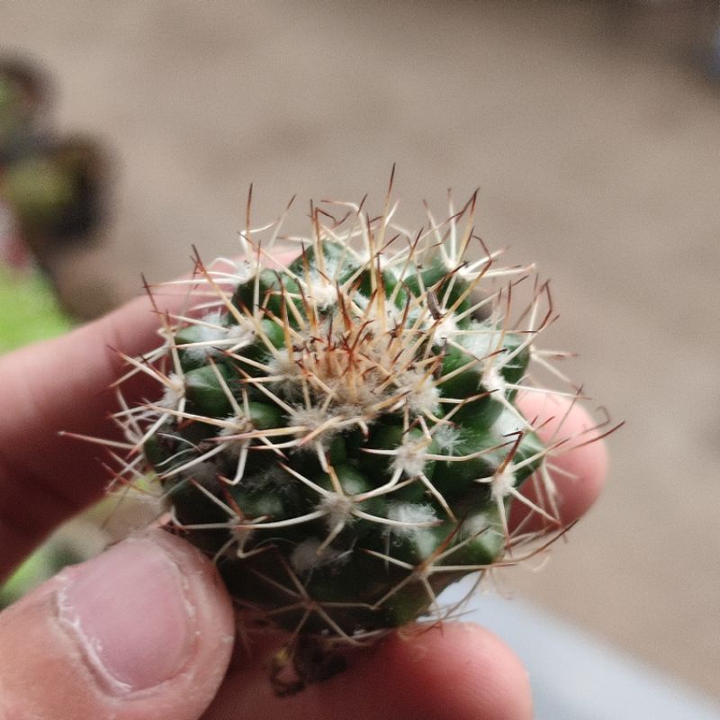 Kaktus Mammillaria kawrwinskiana nejapensis bulu putih ownroot